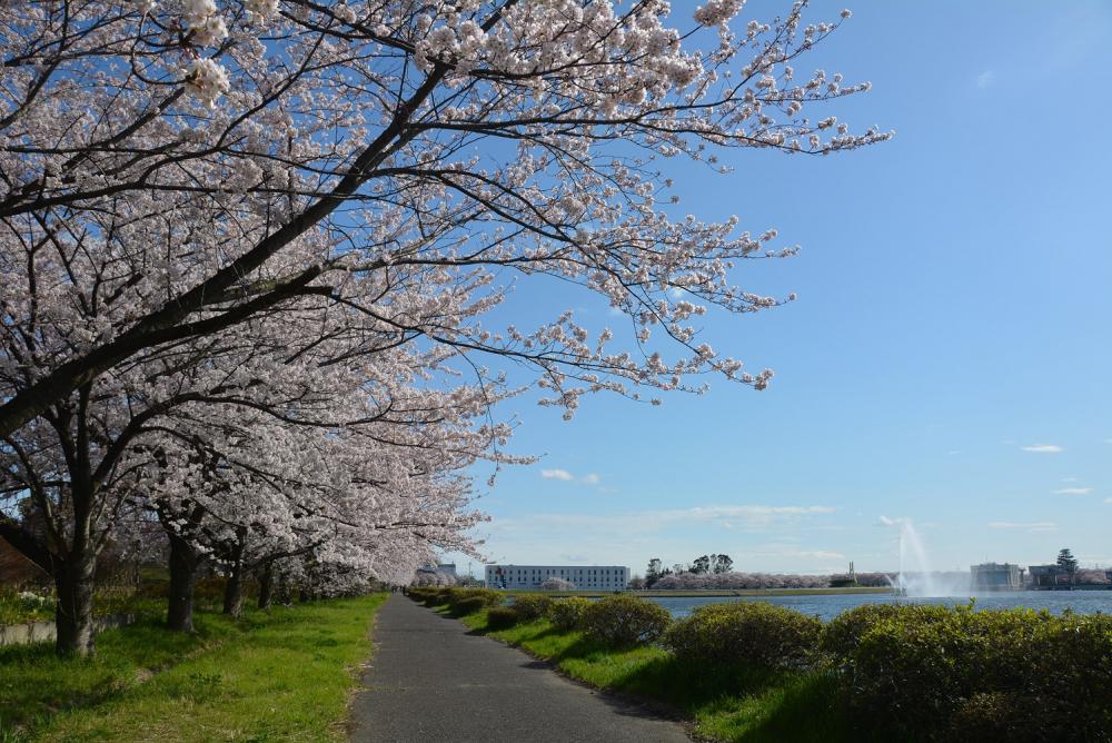 行幸湖桜並木の紹介