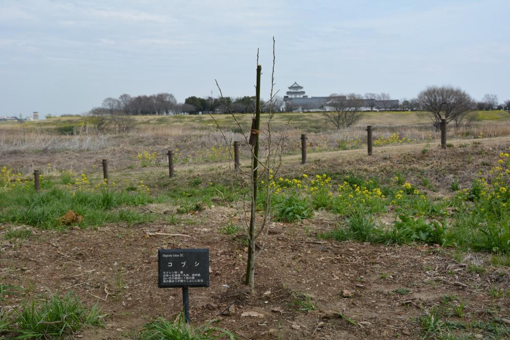 中の島公園のこぶし（令和3年3月に新たな苗木を植樹しました）に関するページ