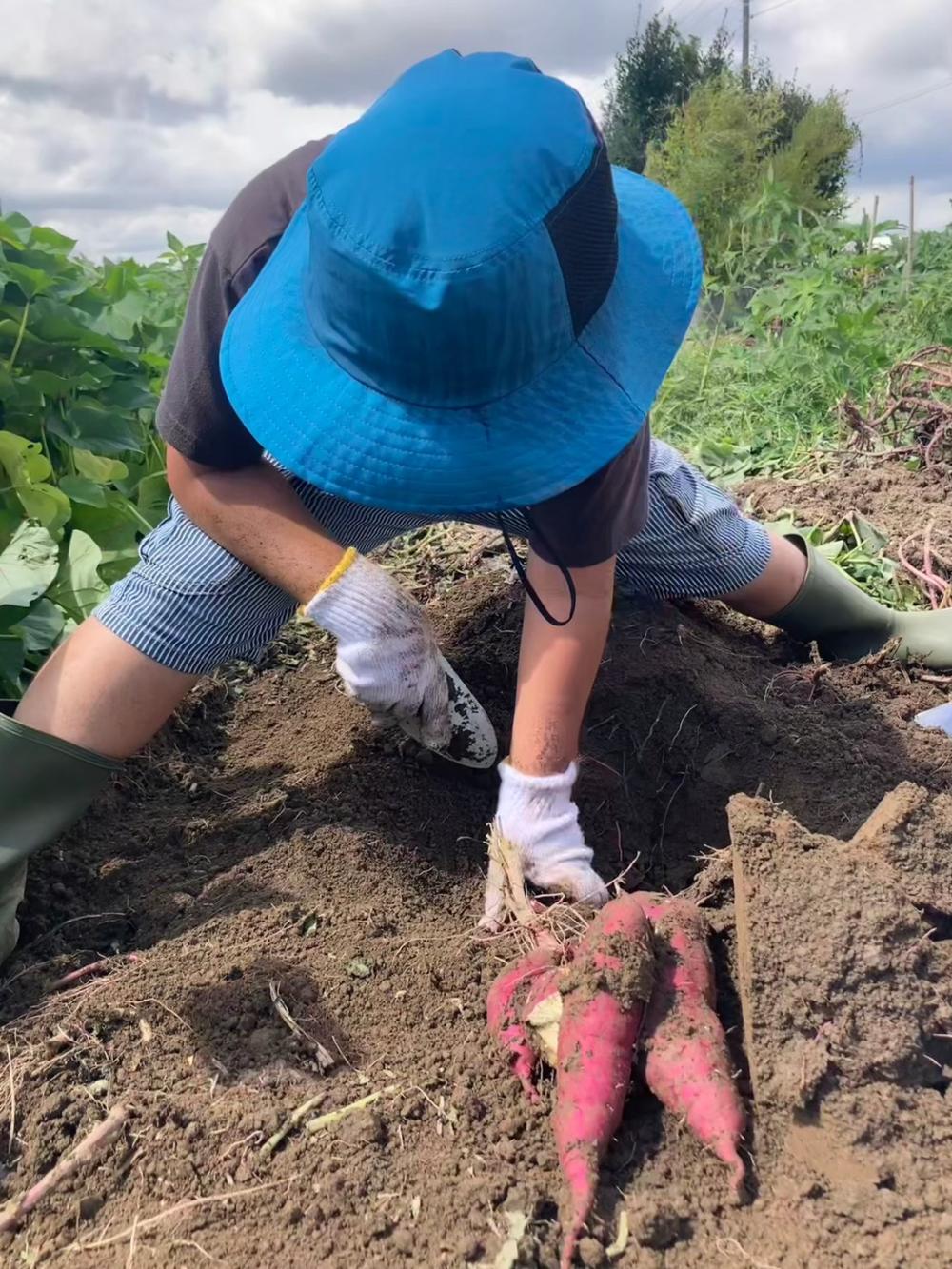<道の駅ごか>さつまいも収穫体験に関するページ