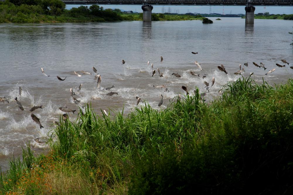 令和7年ハクレン情報 に関するページ