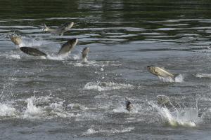 過去のハクレン情報に関するページ