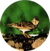 町の鳥（ひばり）