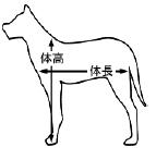 大型犬の大きさについて