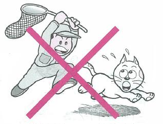 のら猫の捕獲・駆除は実施していません