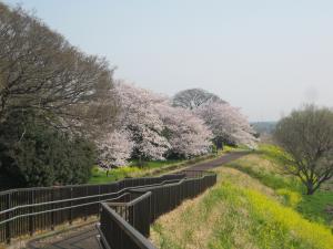 H30.3.29中の島公園　散歩＆サイクリング