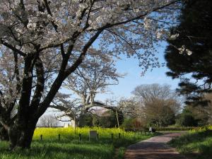 H30.3.30中の島公園(1)