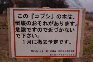 こぶし撤去 (3)