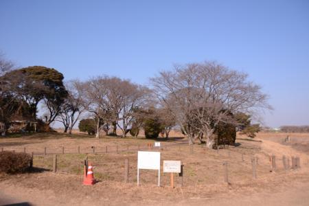 こぶし撤去 (4)