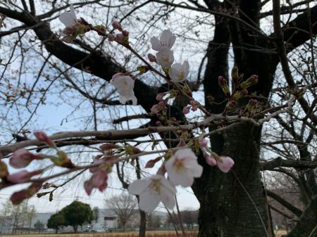 行幸湖桜並木3/19(1)