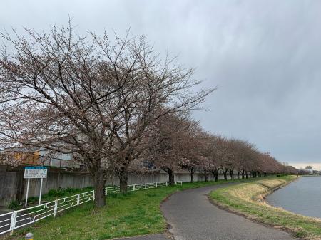 行幸湖桜並木3/22(1)