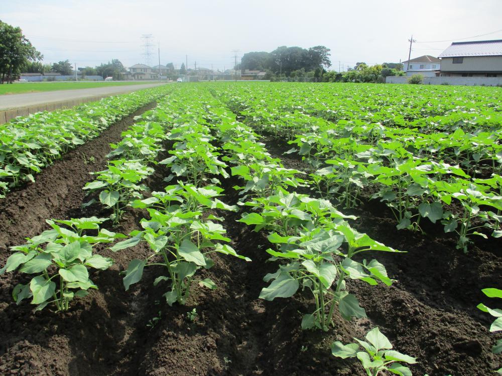 俯瞰写真　6月25日