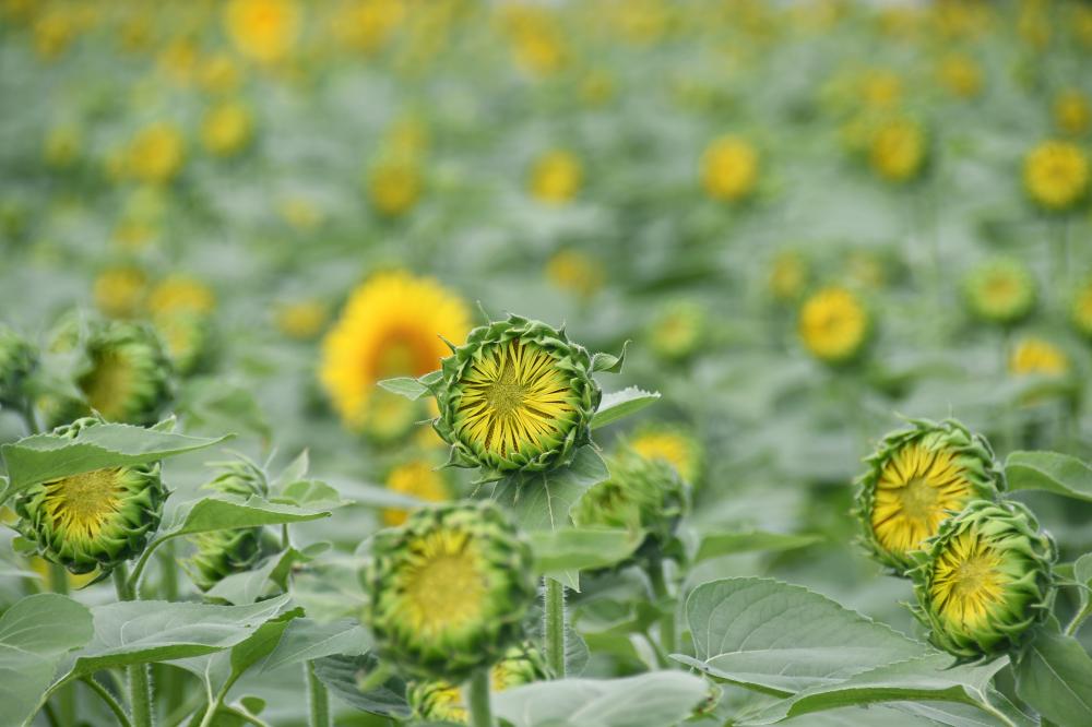 ひまわり開花その1