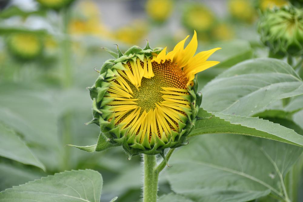 徐々に花が開く様子