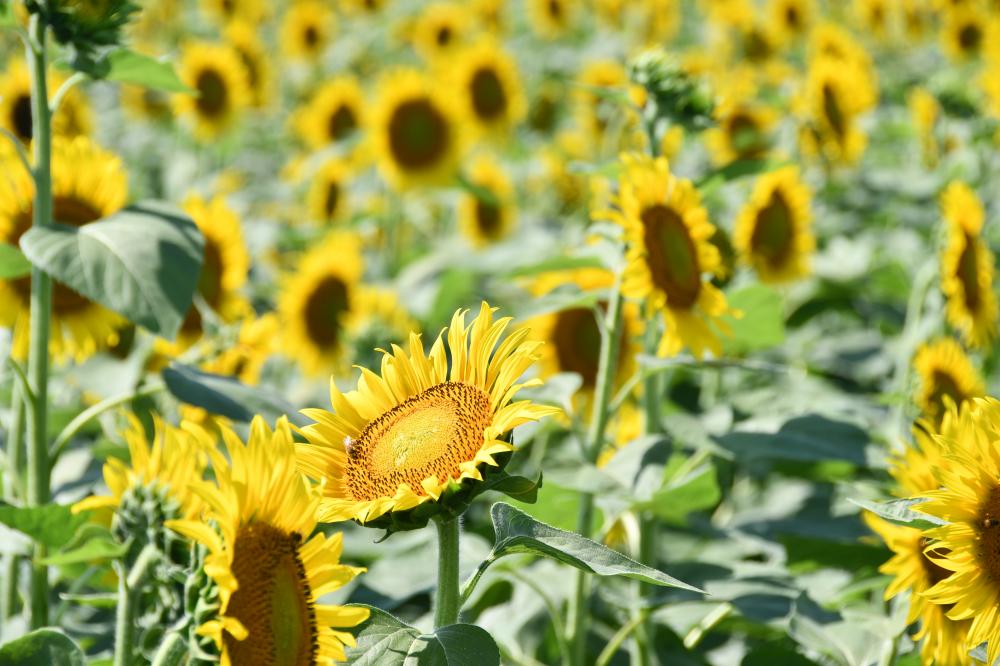 ひまわり開花2日目その1