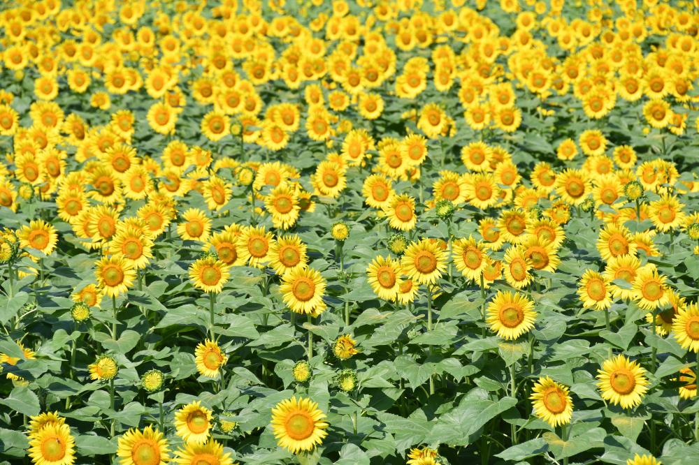 7月22日ひまわり満開?