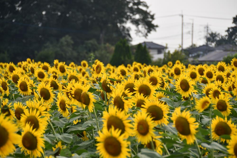 7月26日種がつき大きくなるひまわり