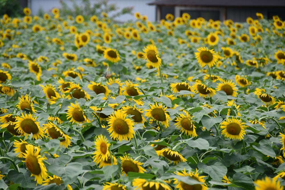 7月29日中心に種が付け始めたひまわり
