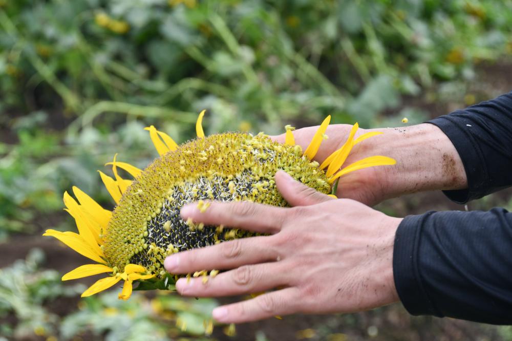 8月4日ひまわりの花は手のひらほどに