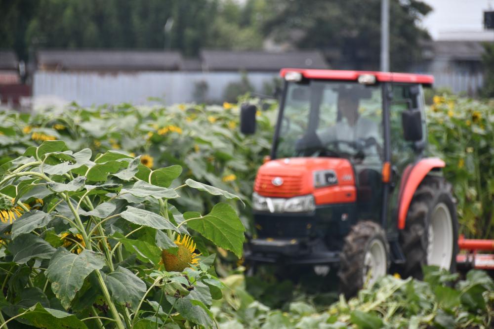 8月4日次世代へつなぐひまわり