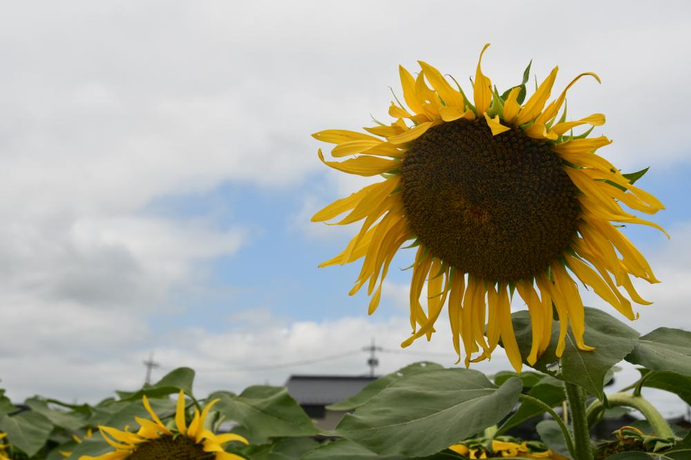 8月4日中心が黒くなり種ができた状態のひまわり