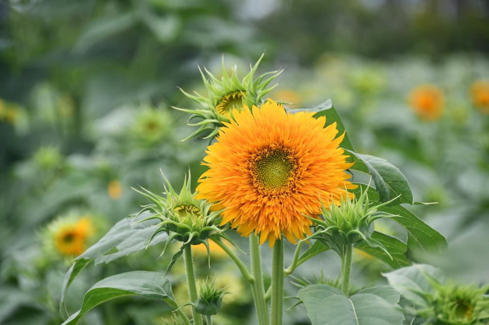 8月4日東北八重開花
