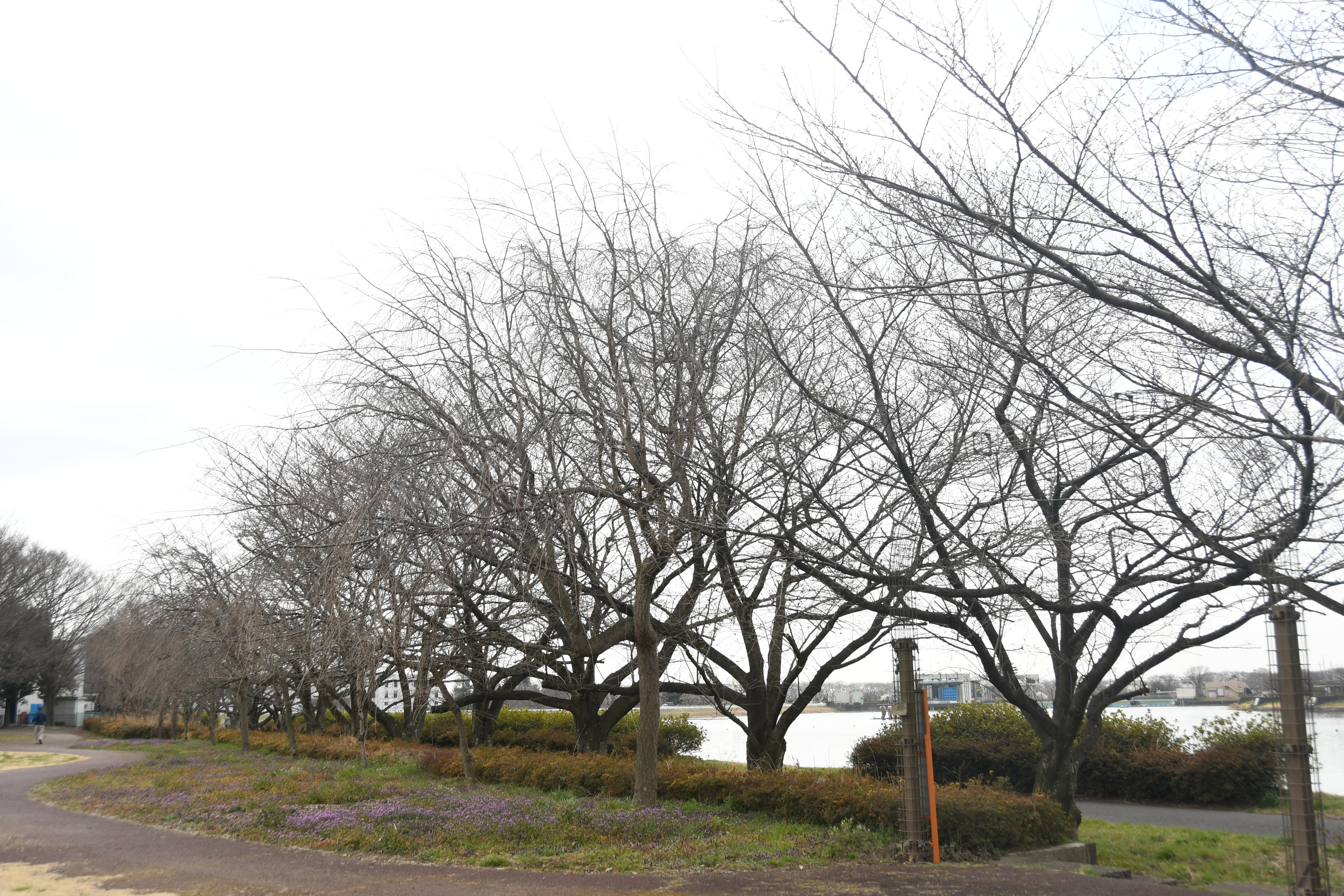 童夢公園桜