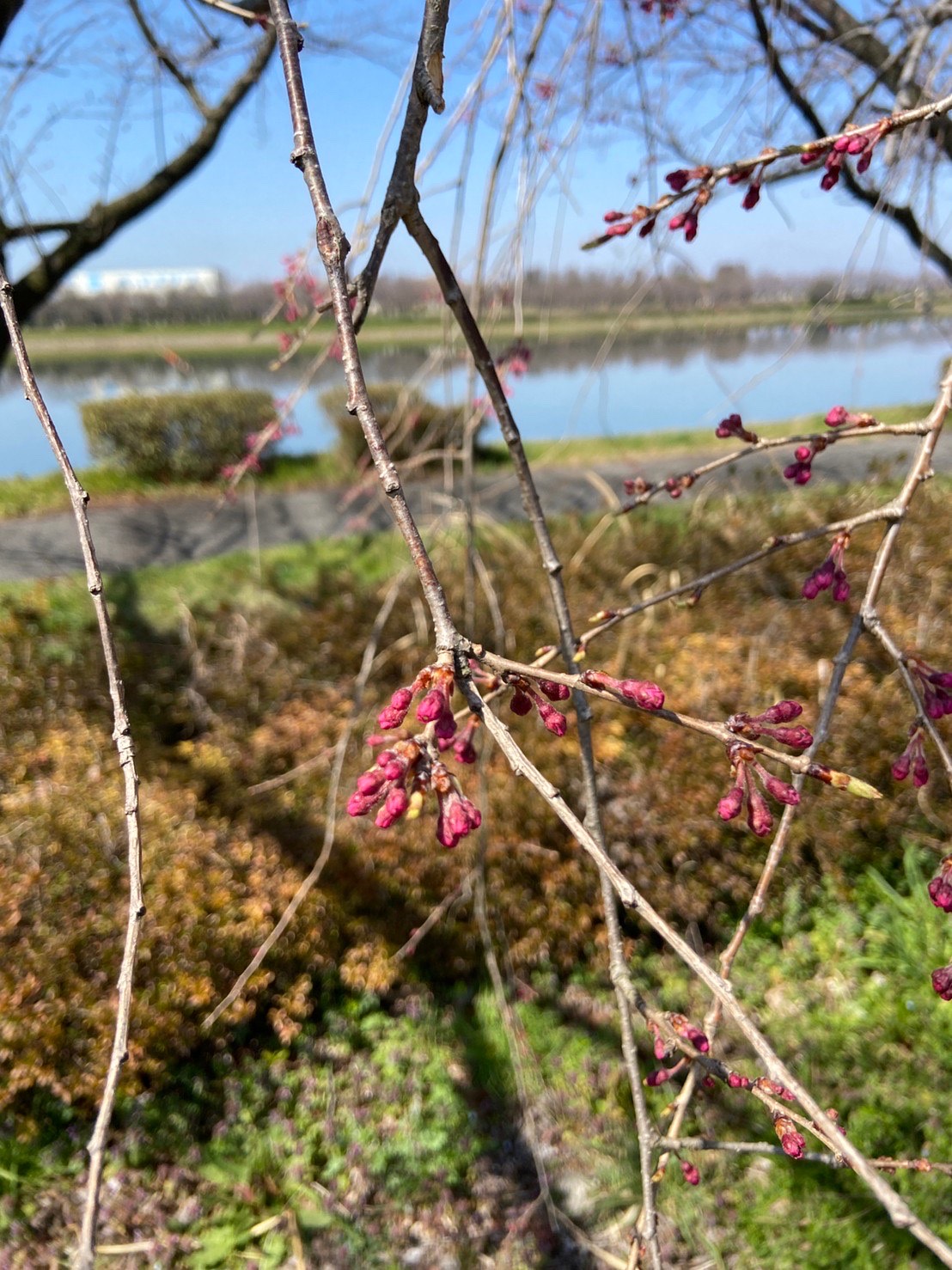 童夢公園桜