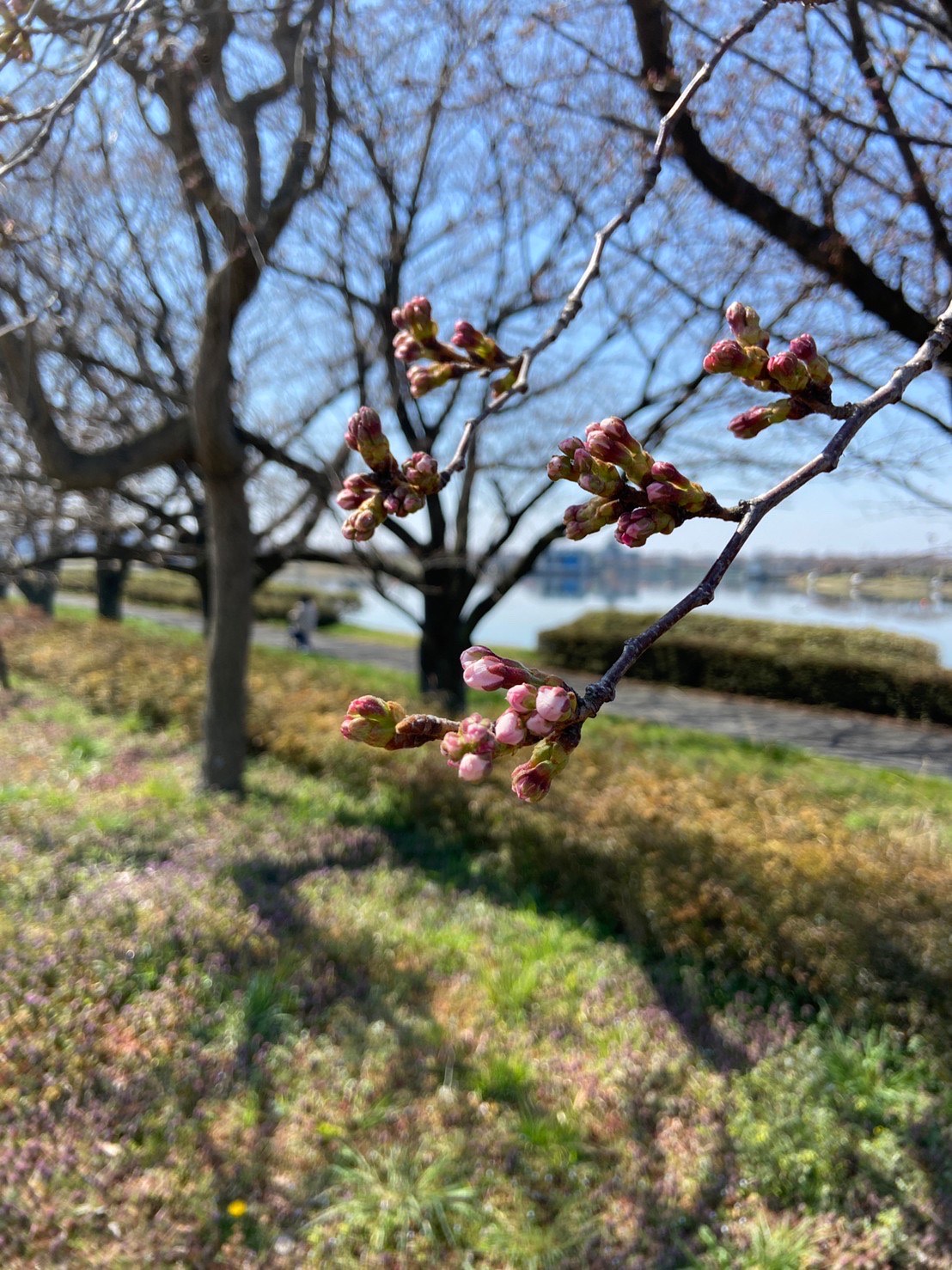 童夢公園桜