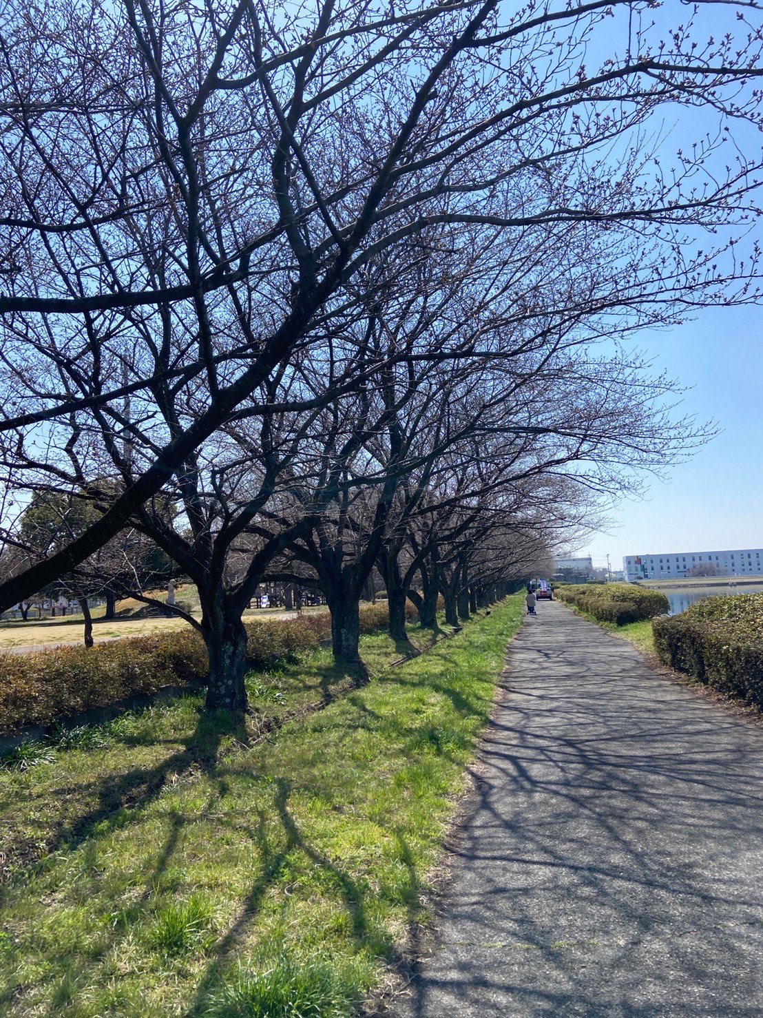 童夢公園桜