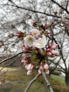 童夢公園R4.3.26桜1