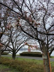 童夢公園R4.3.26桜2