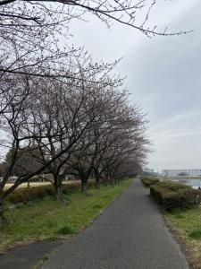 童夢公園R4.3.26桜3