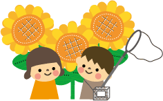 ひまわり13
