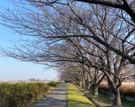 桜3.8