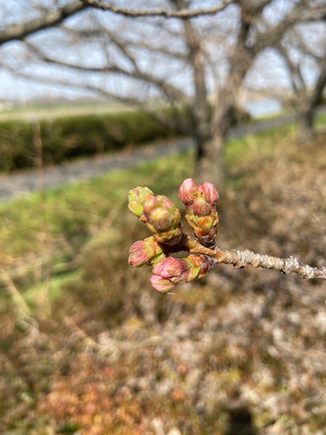 桜3.16