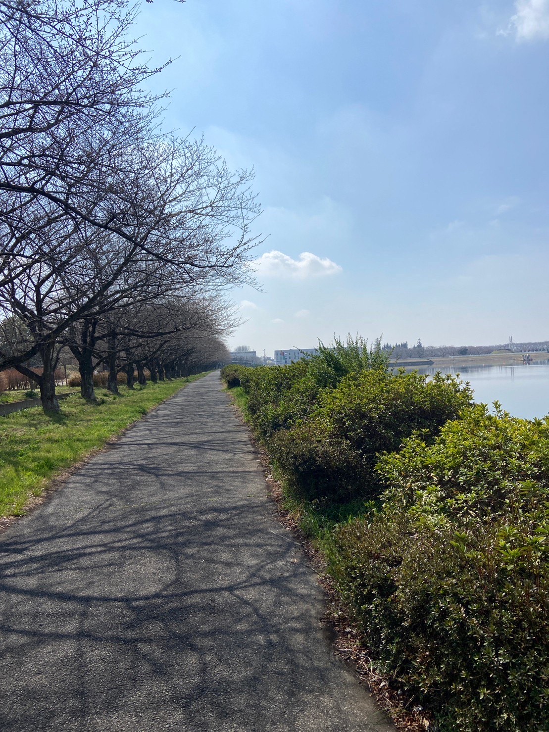 桜3.16(2)