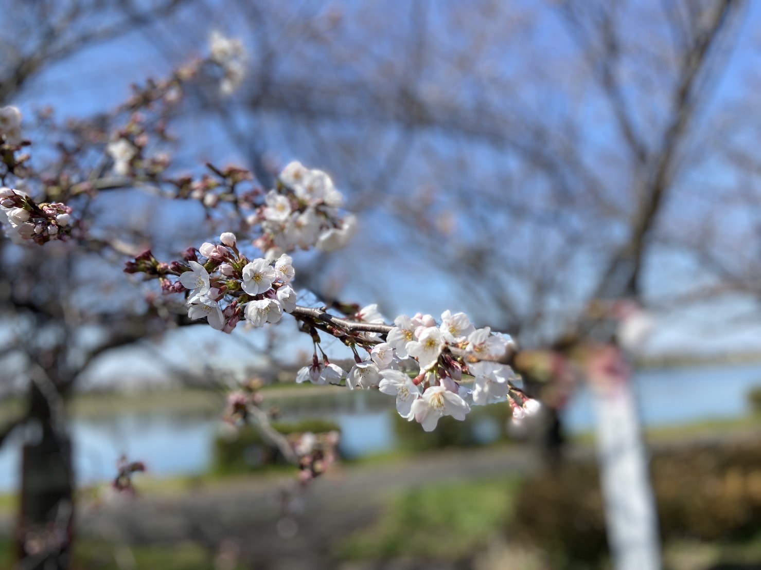 桜3.20(2)