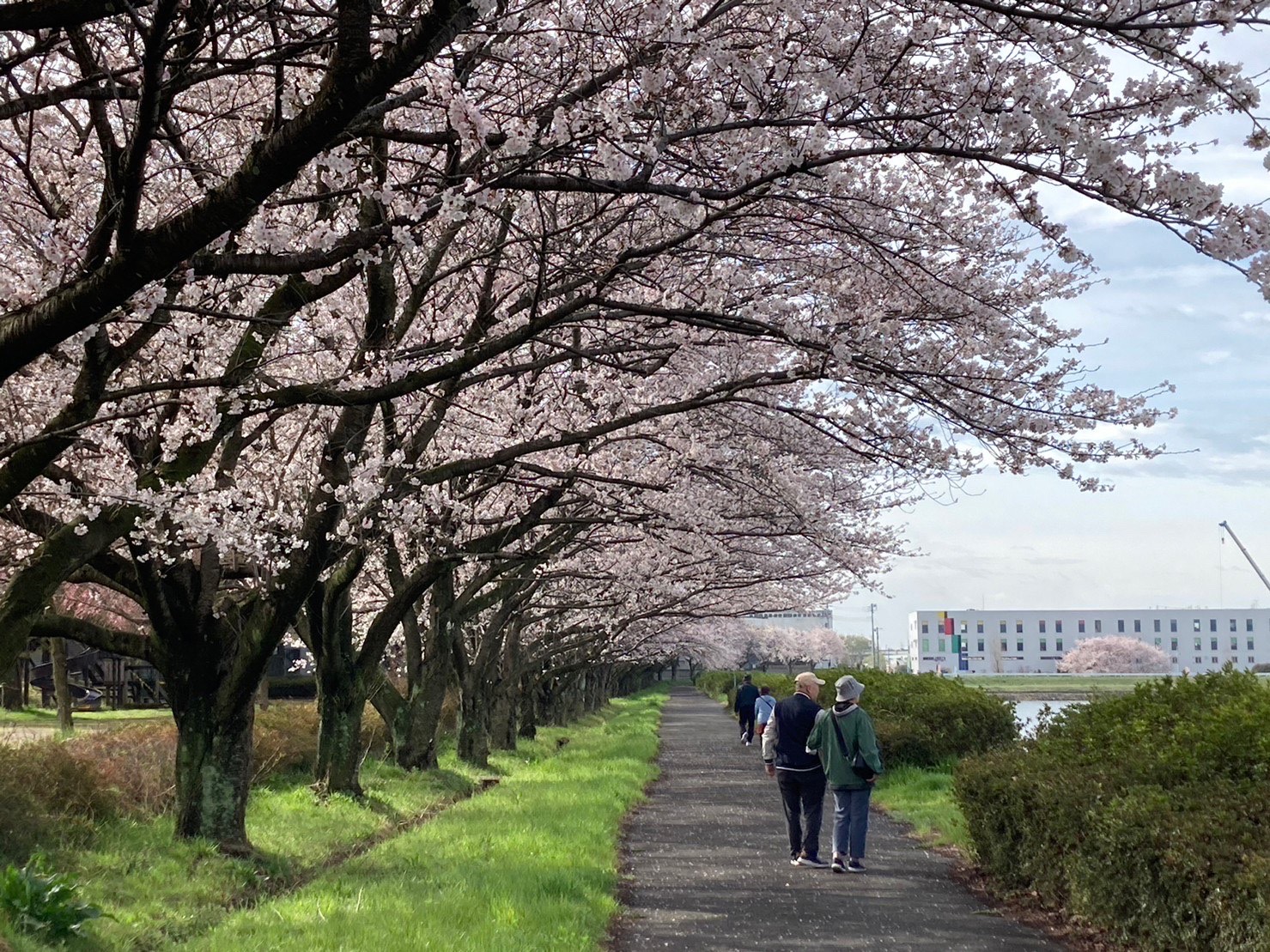 桜3.24桜(1)
