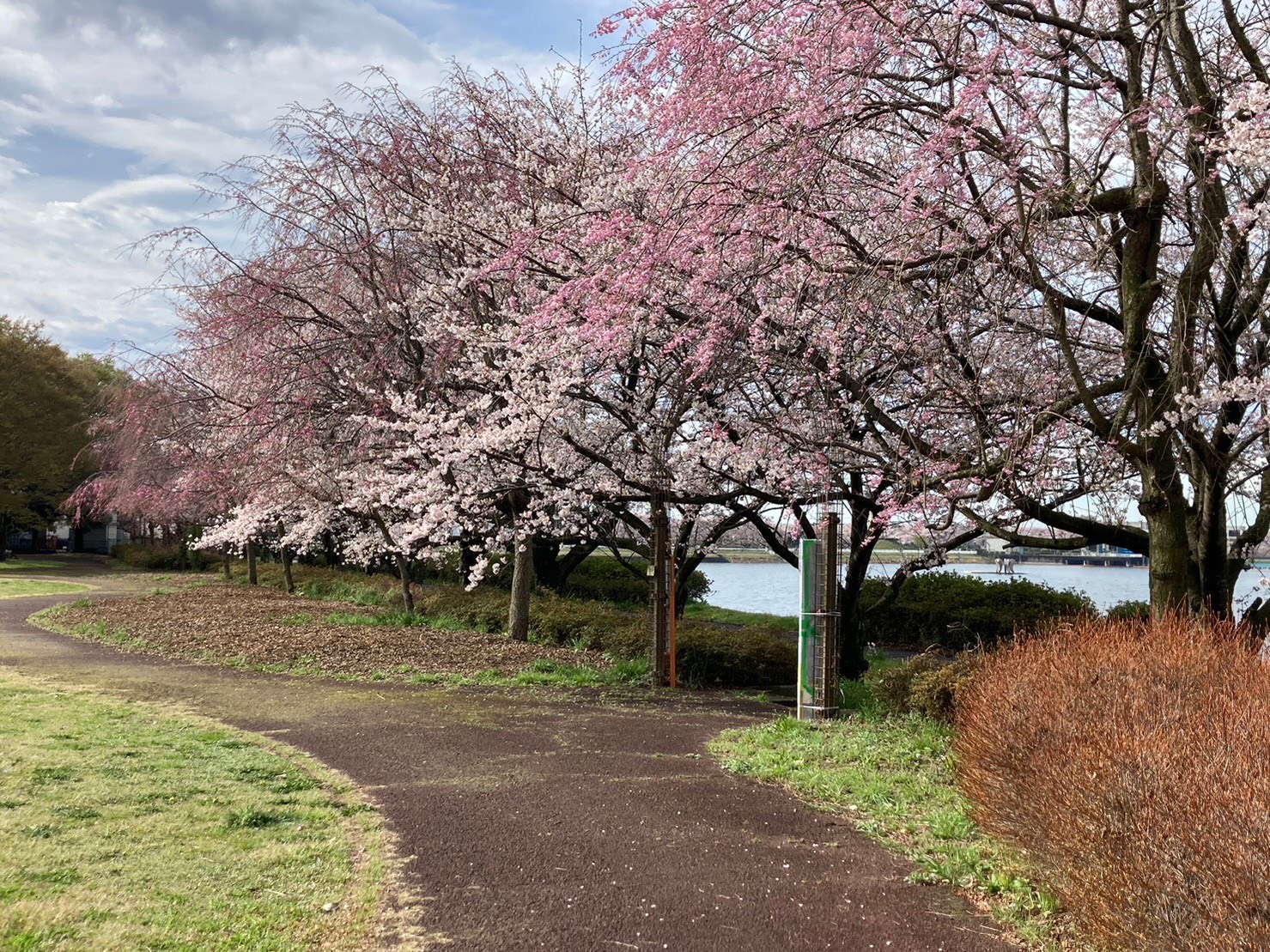 桜3.24(2)