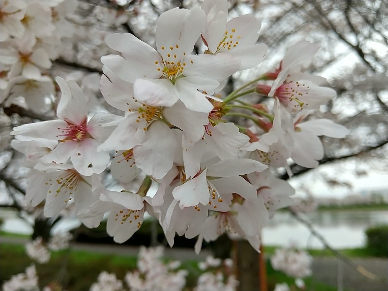 桜3.27