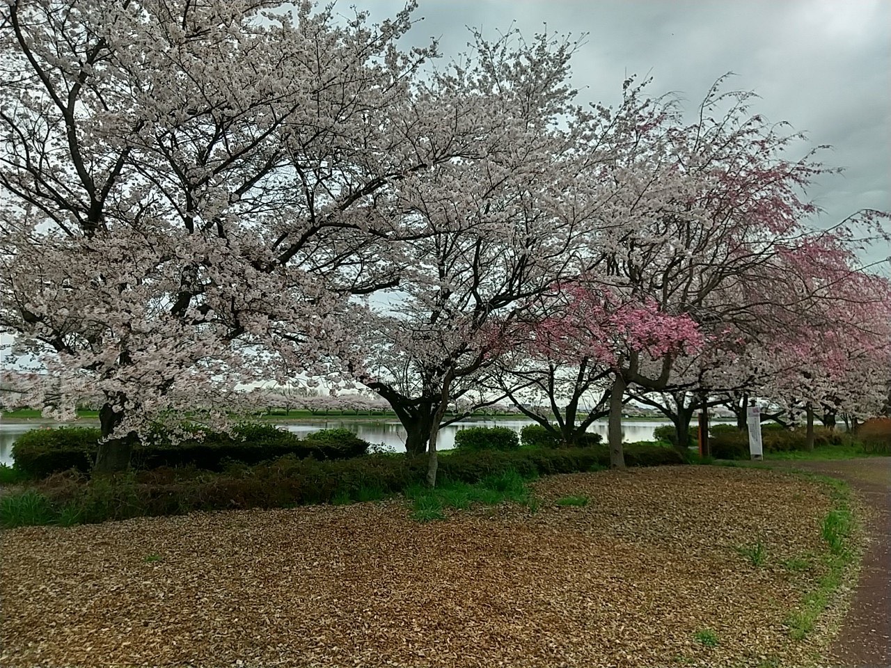 桜3.27-2