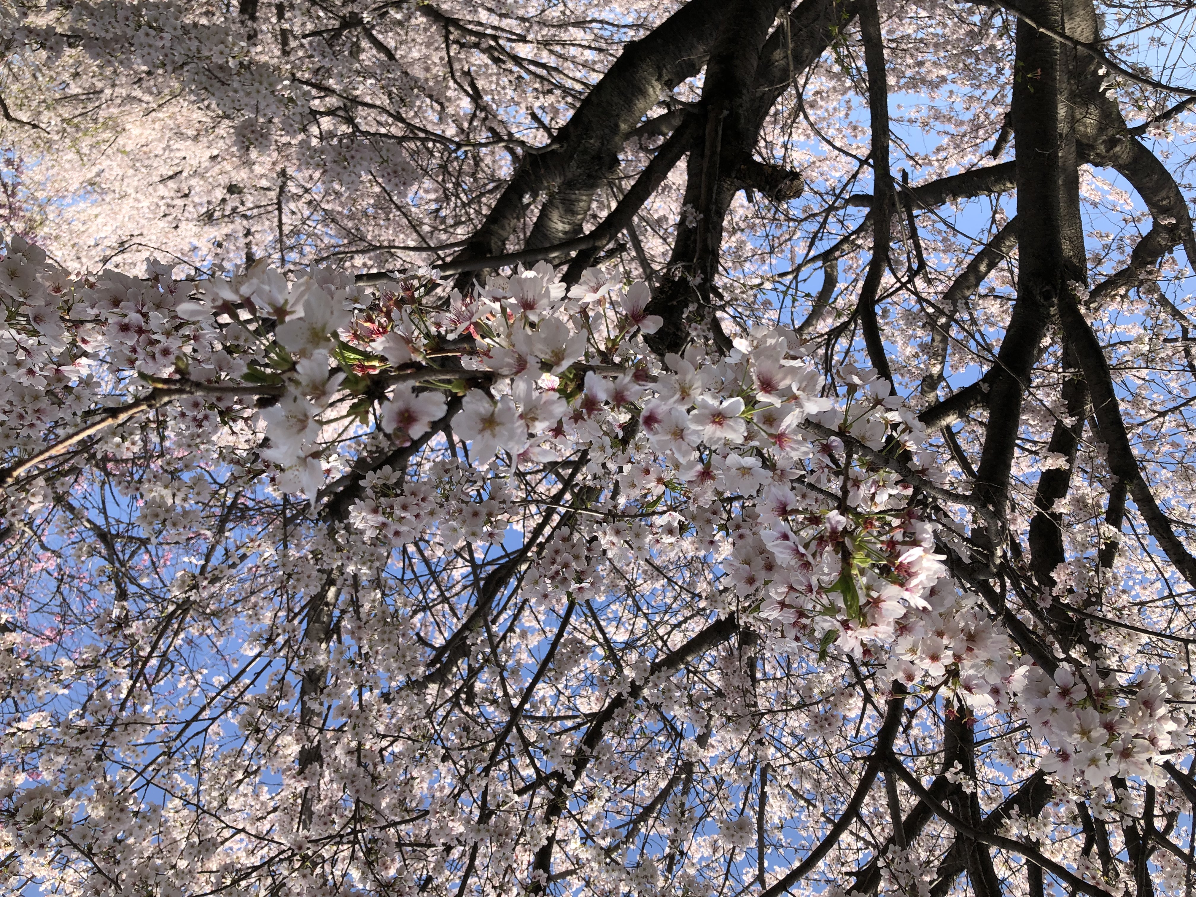 桜3.29