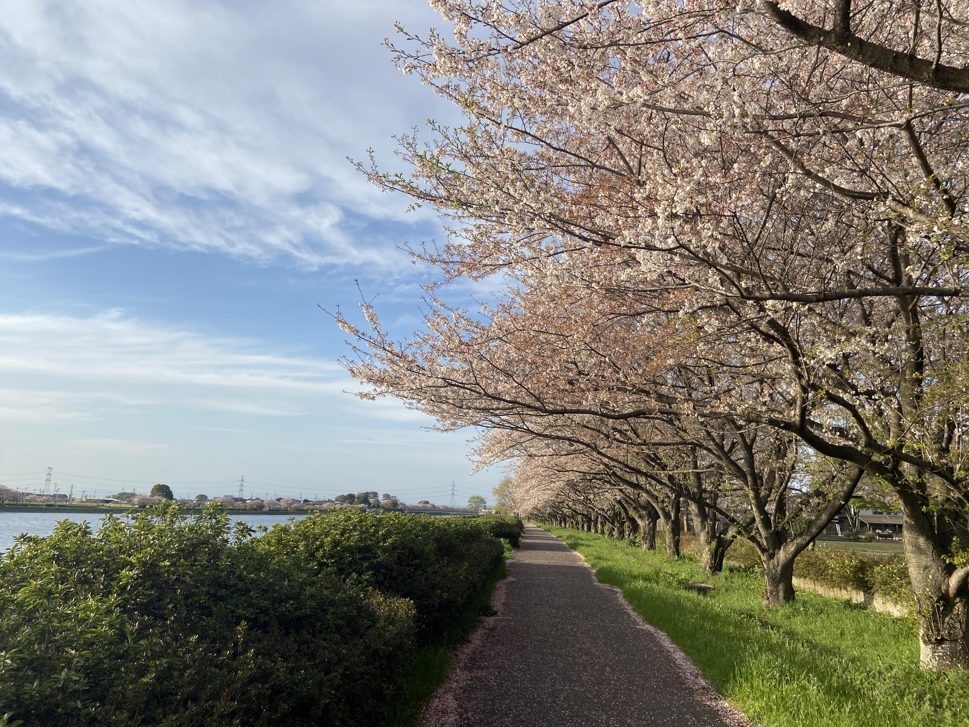 R5.3.31桜1