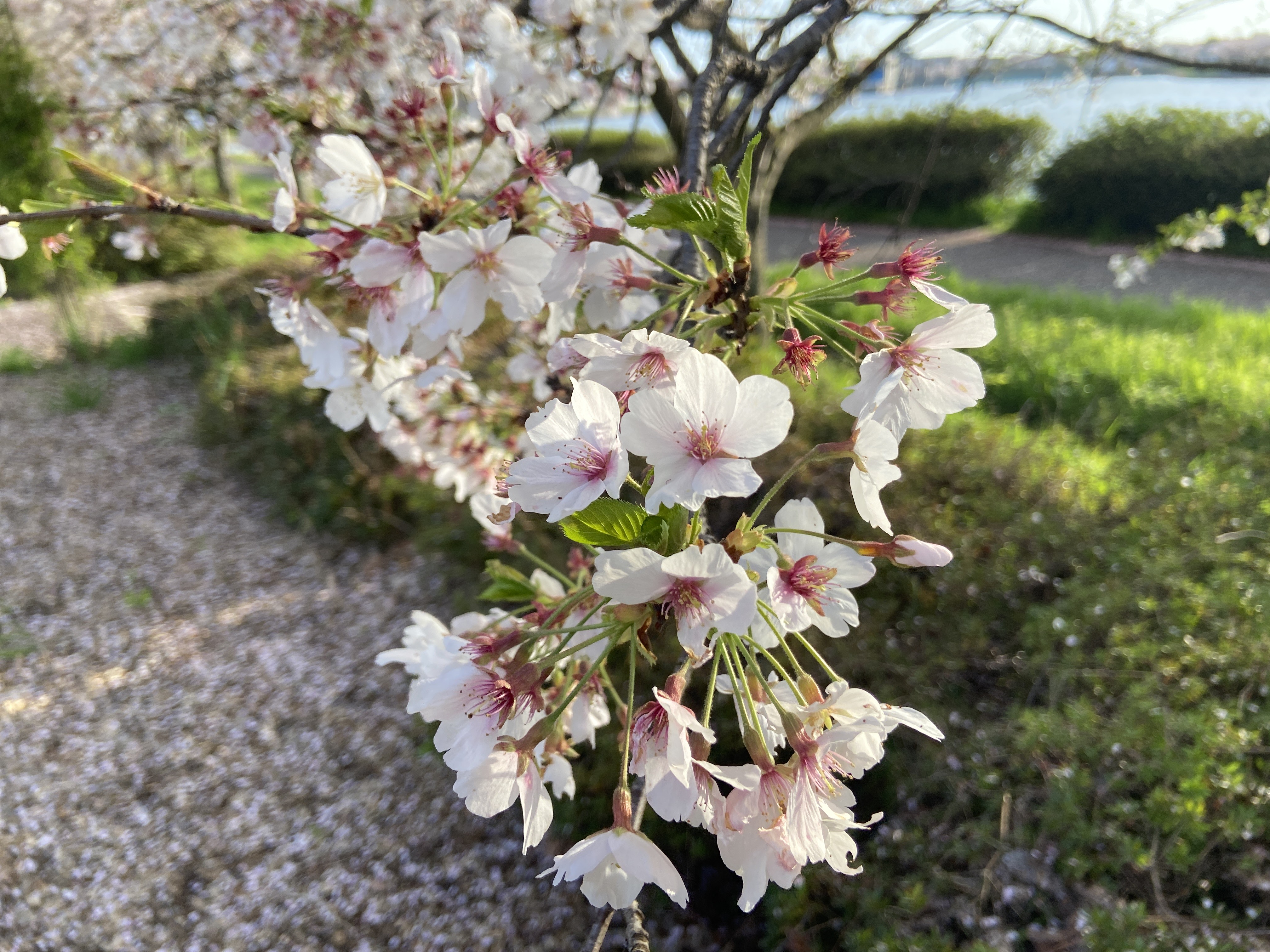R5.3.31桜2