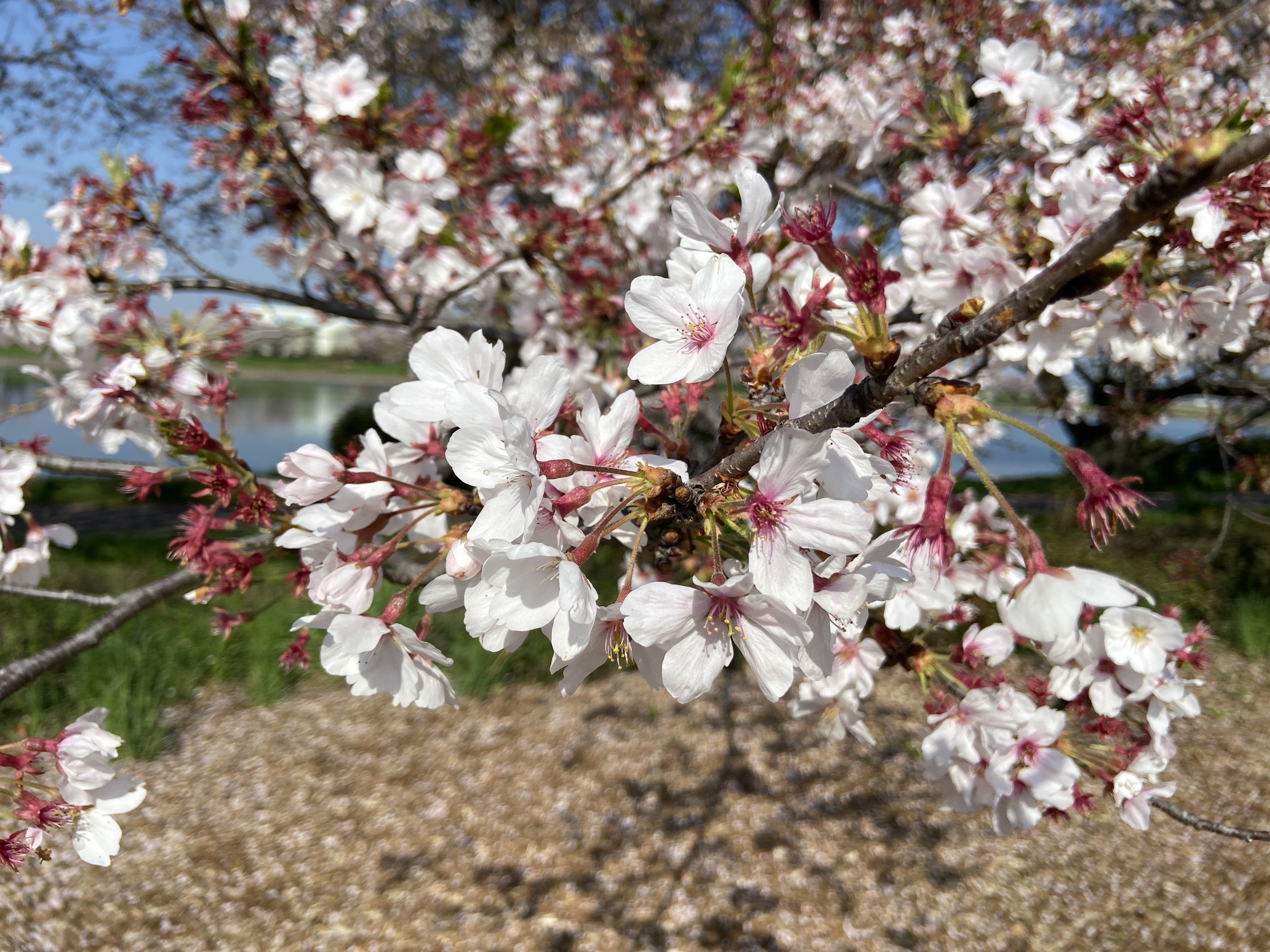 R5.4.1桜1