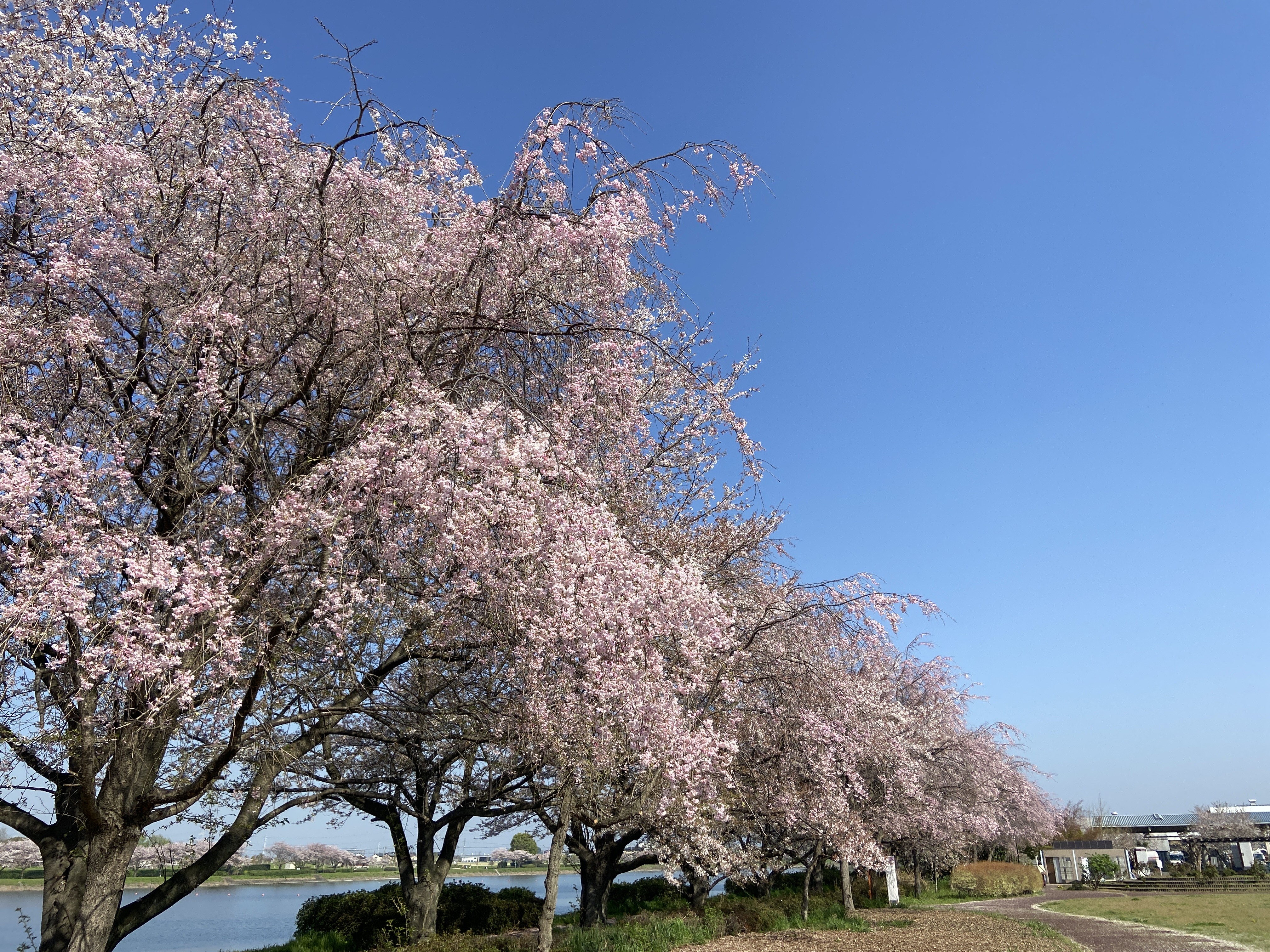 R5.4.1桜2