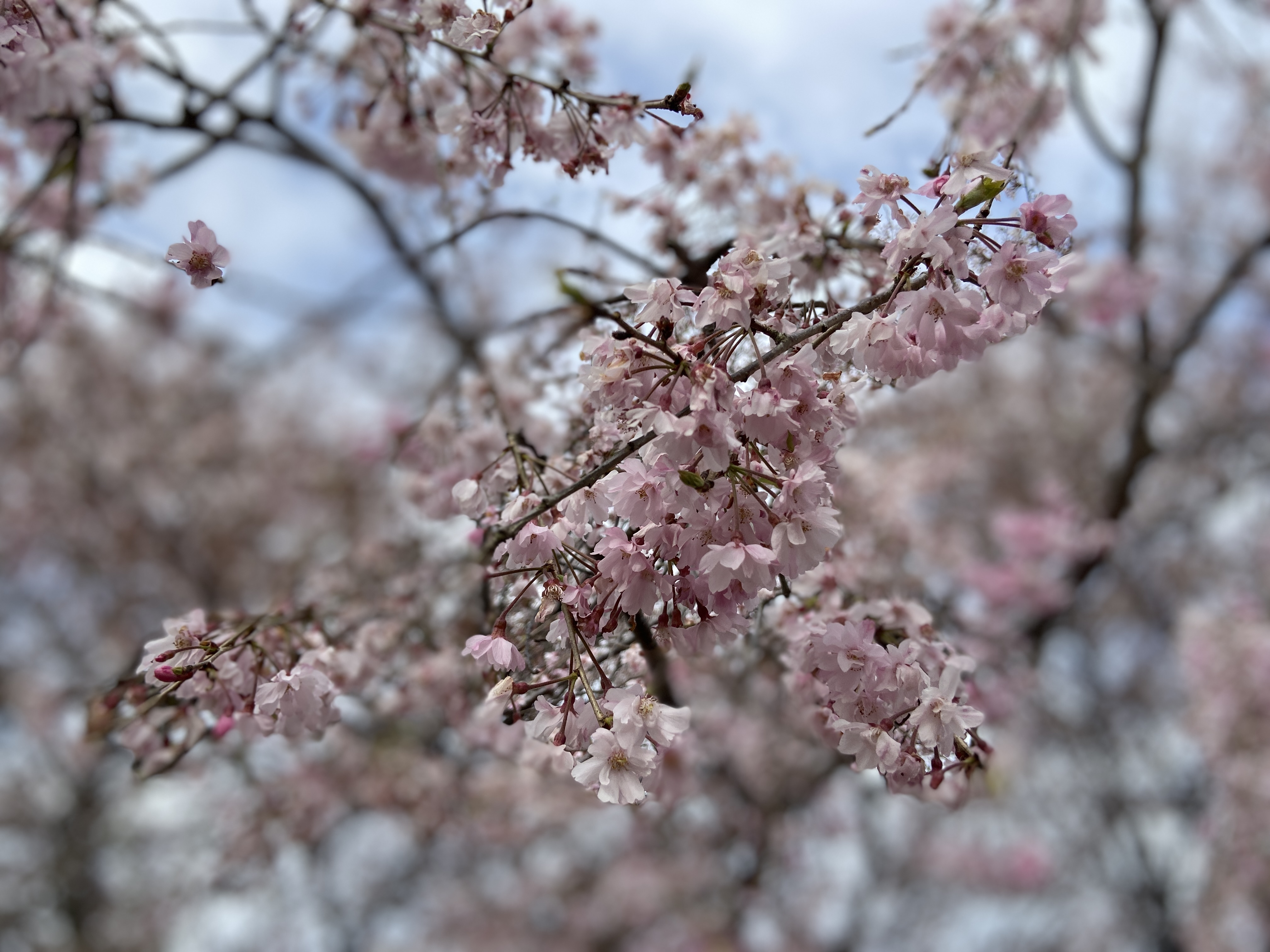R5.4.2桜1