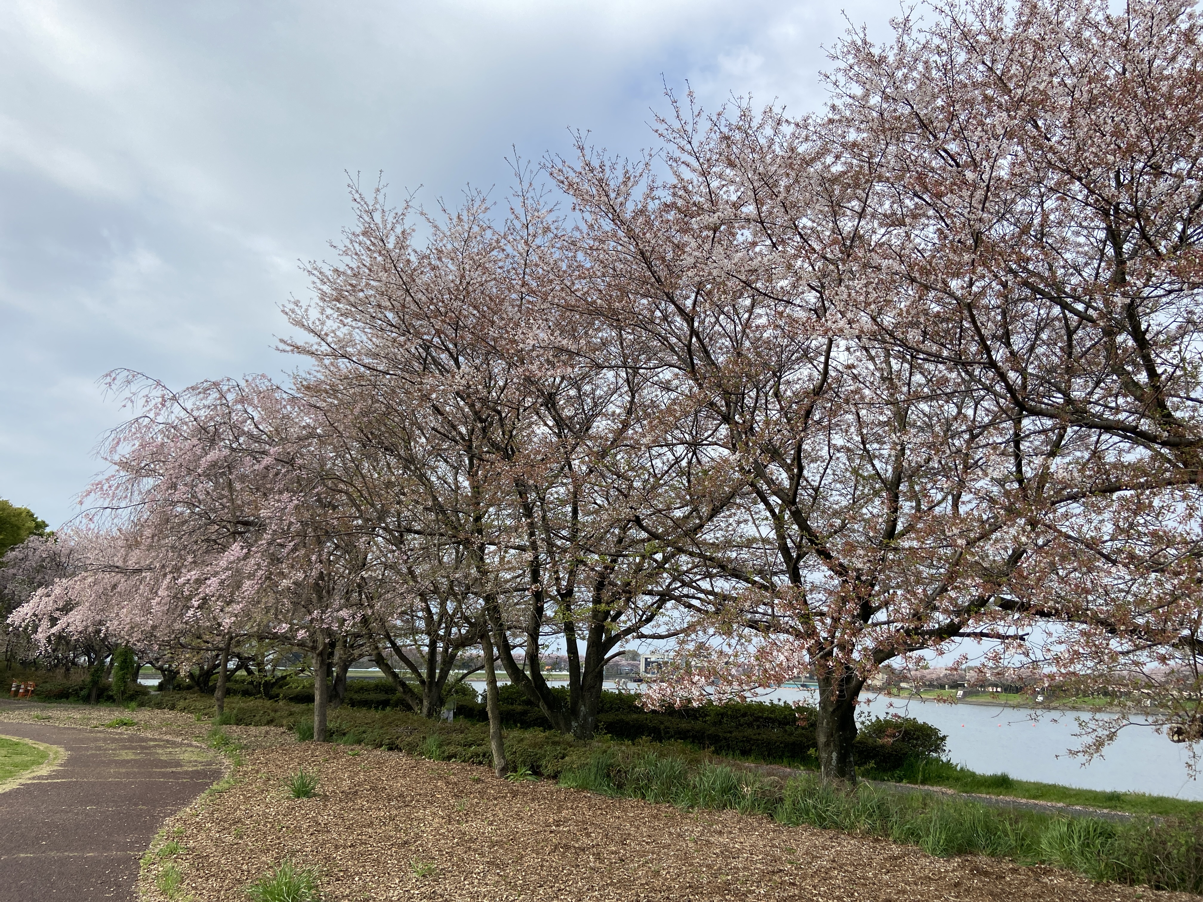 R5.4.2桜2