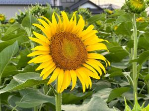 R5.7.19ひまわり1