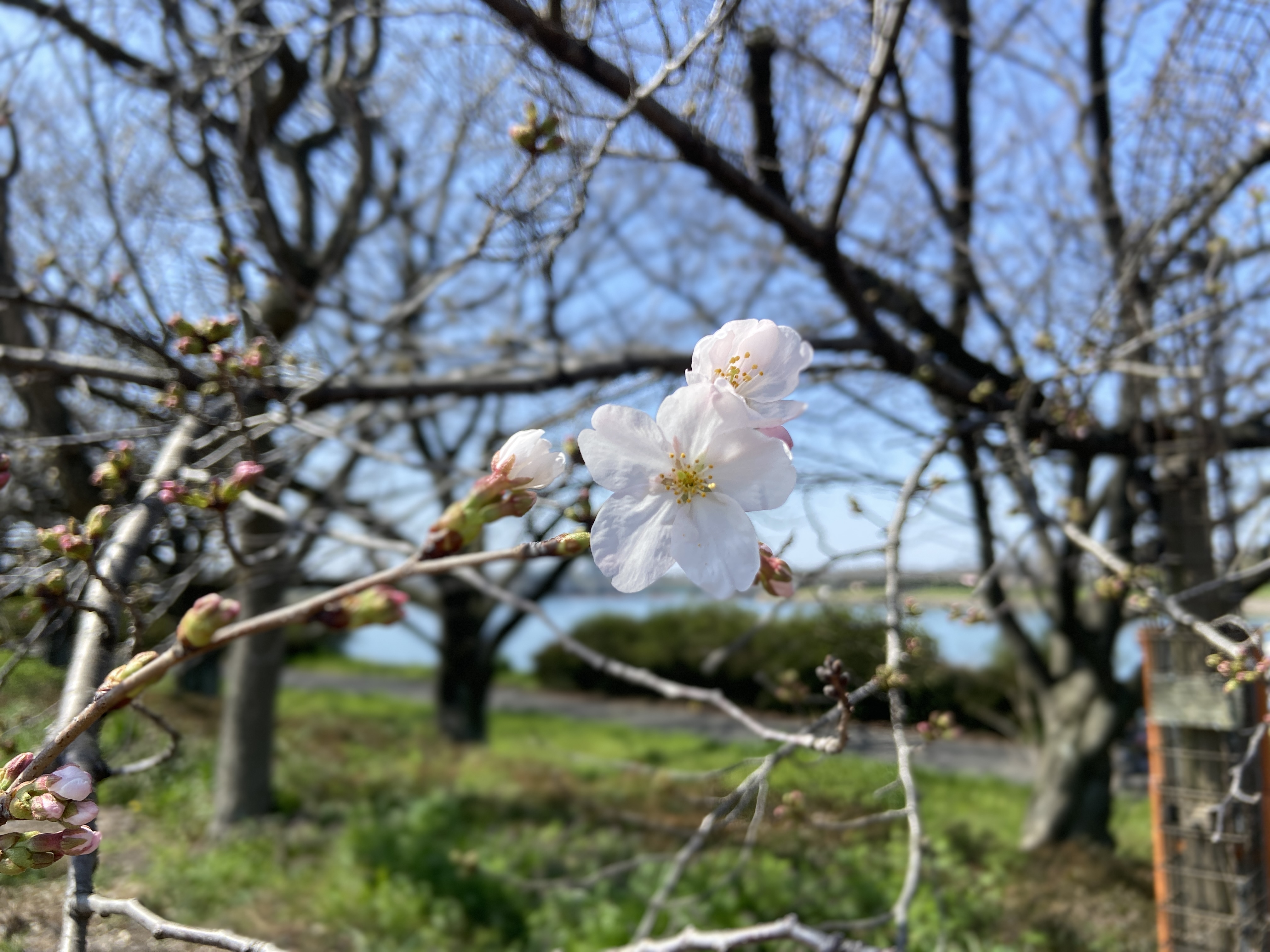 R6.3.31桜1